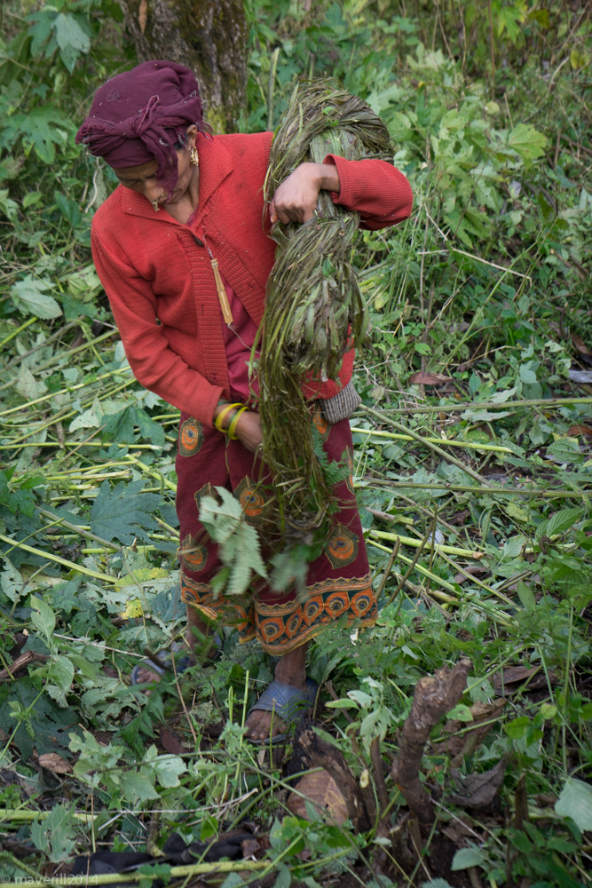 Nettle