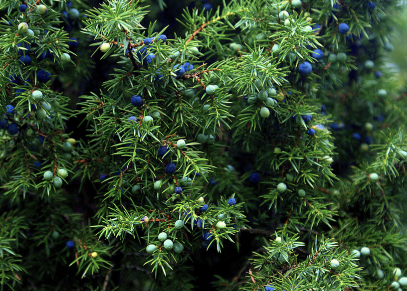 Using Juniper for Creating Clear Boundaries