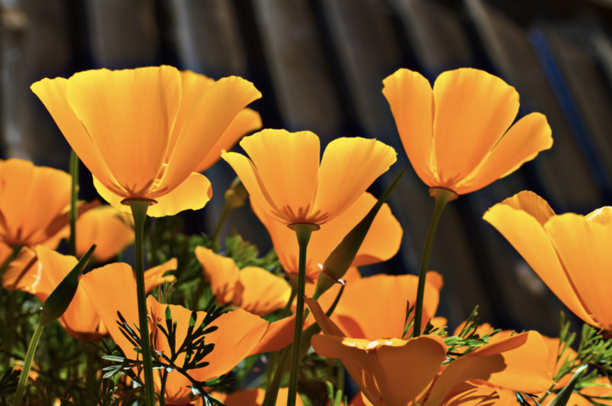 California Poppy