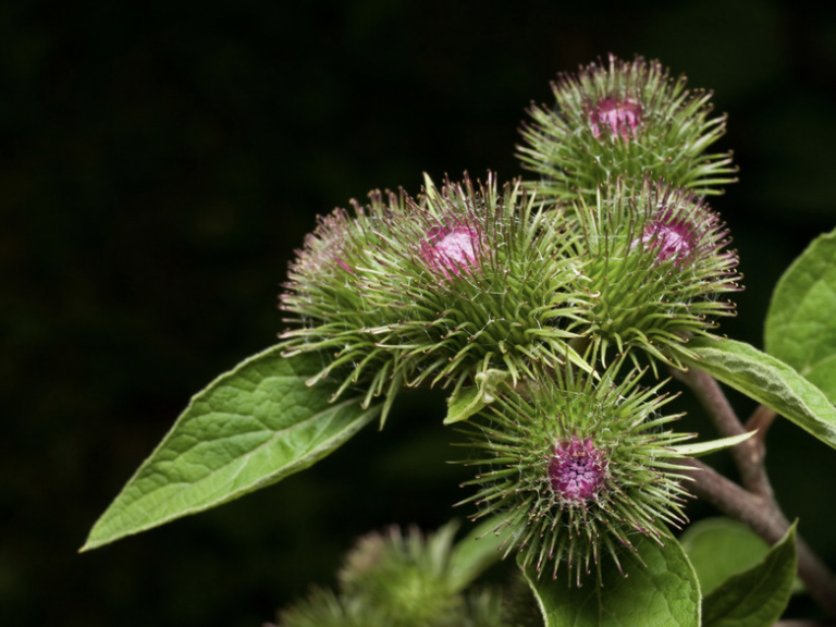 milk thistle