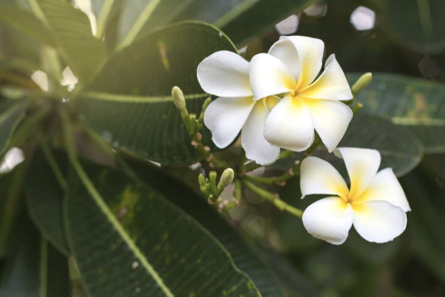 Plumeria