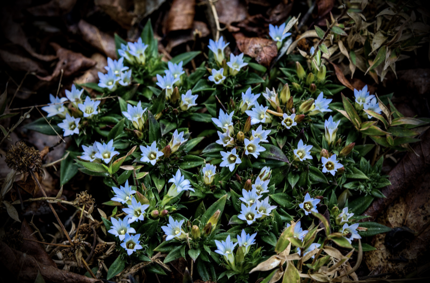 Gentian